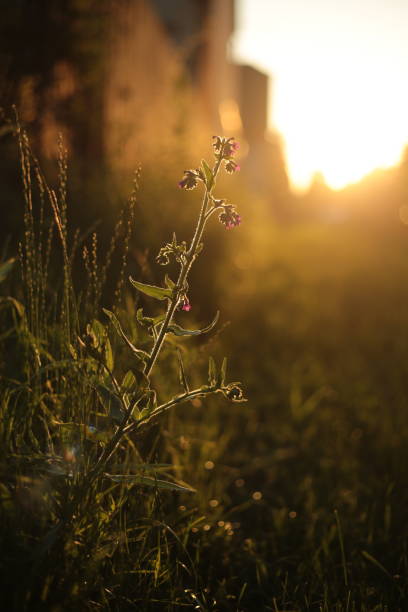 istock Wildflower in golden hour light. 2153883081