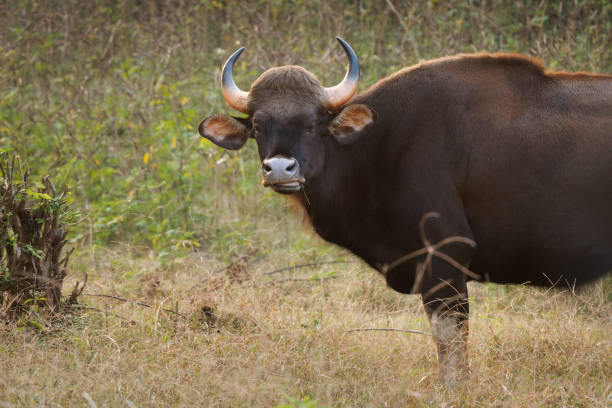 istock The gaur - Bos gaurus, also Indian bison, portrait on a green background, the largest extant bovine native to South Asia and Southeast Asia, in India 2153883296