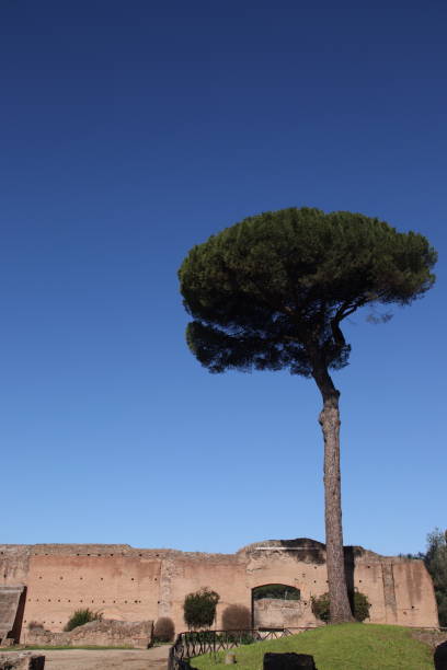 Old ruins and trees on the Palatinate Hill, Rome, Italy