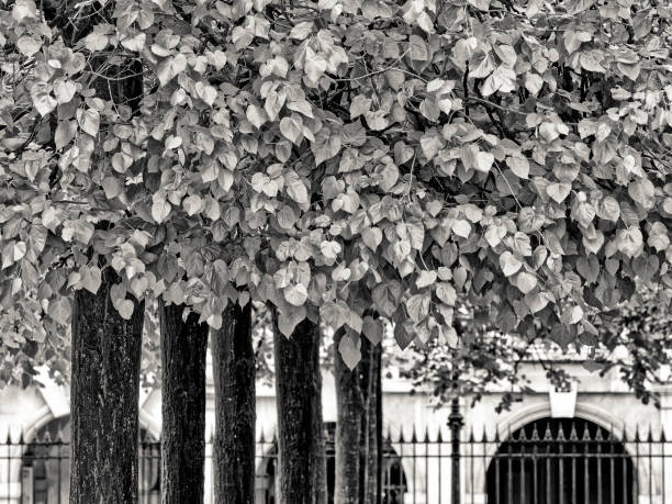 Boulevard trees in Place des Vosges public park in Paris France