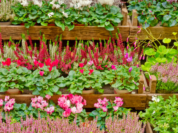 One of many flower shops with an outdoor sidewalk display seen along the streets of Paris France