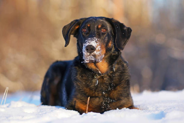 istock Cute harlequin Beauceron dog with a black collar and a snowy muzzle posing outdoors lying down on a snow in winter 2153888192