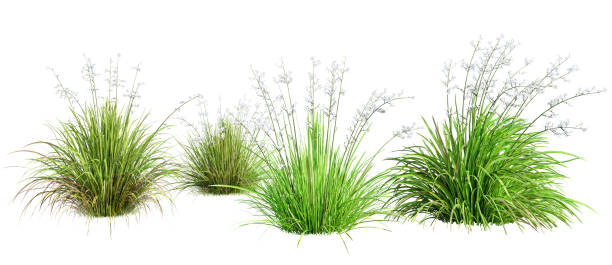 istock Set of Liberta Formosa - Chilean Iris plant isolated on white background. 3D render. 2153888502