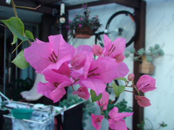 istock spring flower plant - Bougainvillea 2153888606