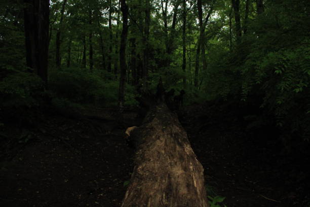 Dog appears to watch me taking photos of a downed tree.