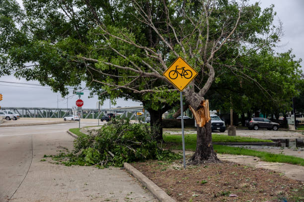 In course of hurricane, trees uprooted broken fell onto road due to strong winds