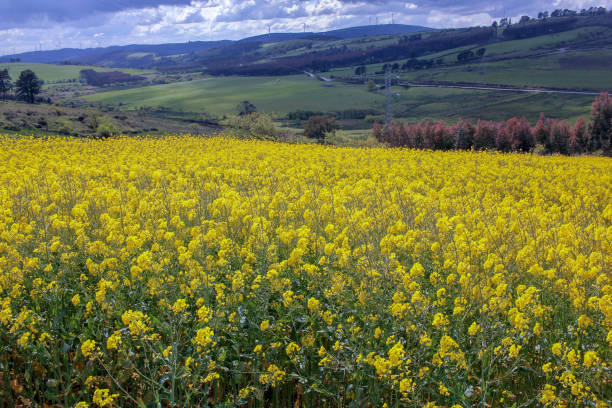 istock yellow flowers from turnips in the mountains 2153889063