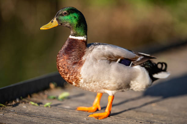 istock Male Mallard duck full length 2153889526