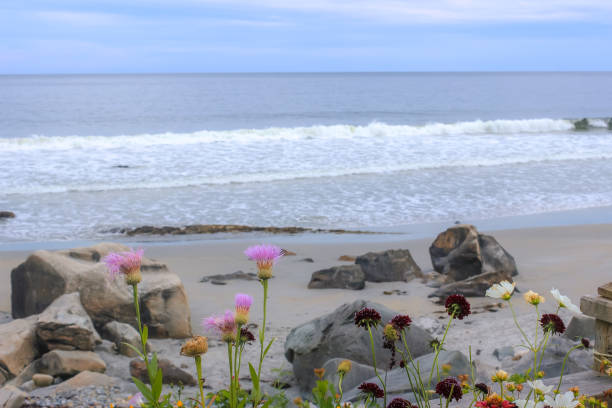istock Dreamy flowers lining the beach 2153889666