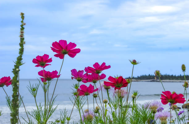 istock Wildflowers lining the beach 2153889674