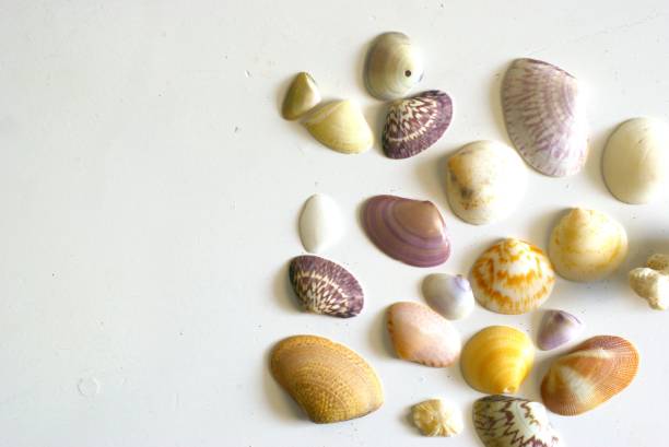 istock a group of various seashells on a white background 2153889903