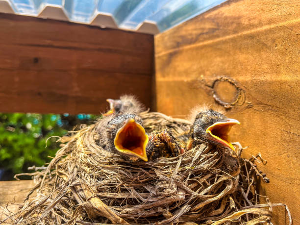 istock Close-up on American Robin's nest 2153890333
