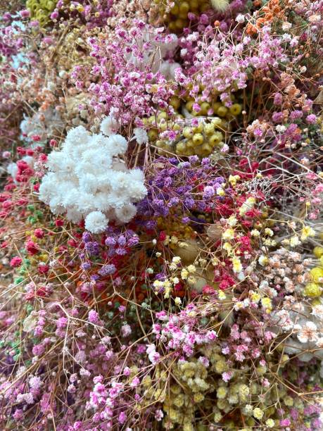 istock Dried flower for home decoration 2153891495