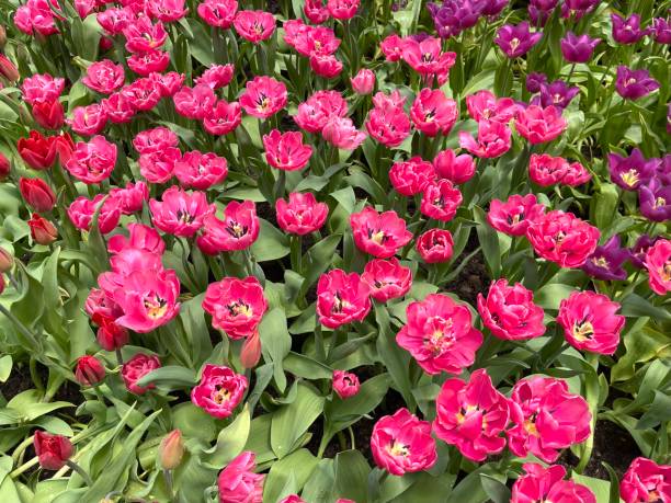 istock Tulip flower blooming in the garden 2153891848
