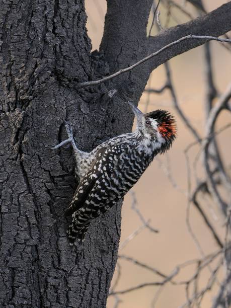 istock A Striped Woodpecker in a small tree in central Chile 2153892204