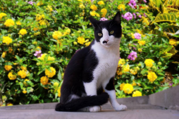 Close-up of a black and white stray cat