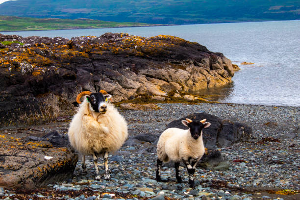 Icelandic horned sheep standing on a rock and watching the photographer in the short arctic summer in Igaliku in the south western part of Greenland.