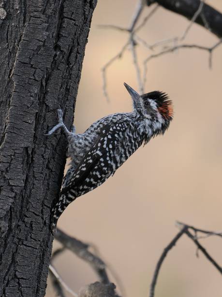 istock A Striped Woodpecker in a small tree in central Chile 2153892312