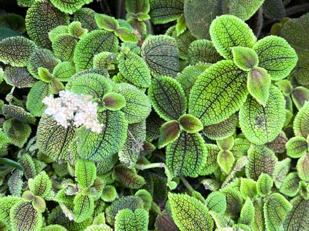 istock Pilea mollis Moon Valley growing in the garden 2153892336