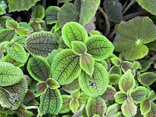 istock Pilea mollis Moon Valley growing in the garden 2153892337