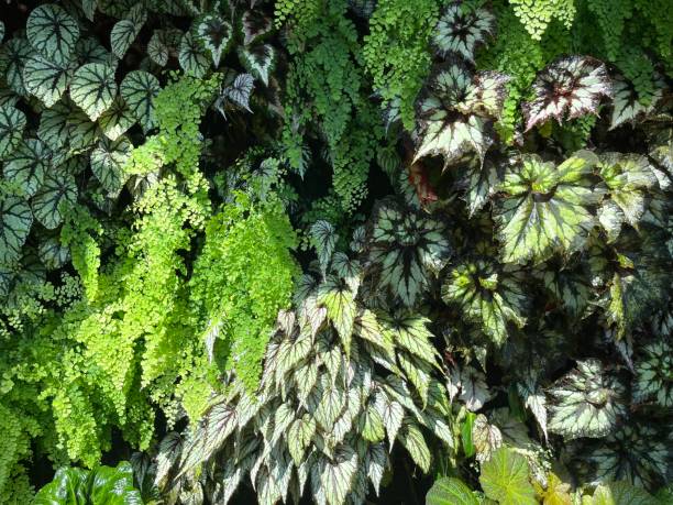 istock Painted leaf begonia for home and garden decoration 2153892366