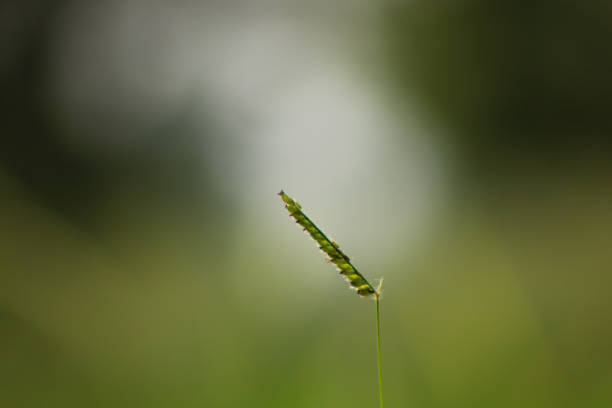 Photo close up Green Leaf with blurred background, suitable for background  for the environment