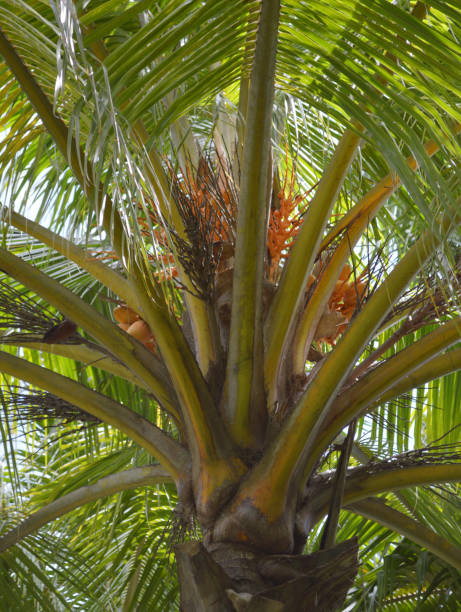 istock coconut tree in nature garden 2153893326