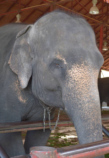elephant in country farm at Thailand