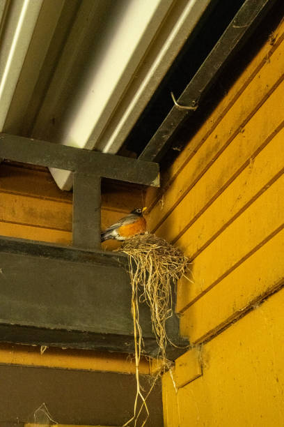 istock American robin nest in a garage 2153895811