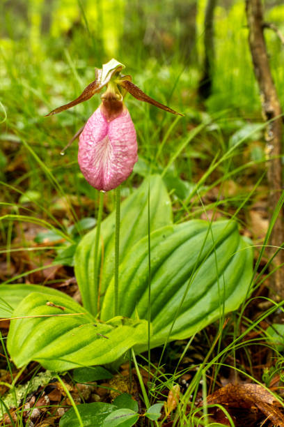 istock Pink Lady's Slipper flowers in the forest 2153895949