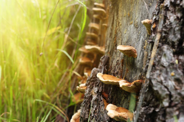istock Wild mushrooms growing on tree stump in nature 2153898800