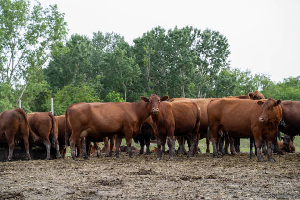 istock Herd of Angus cattle, cows bulls and calves 2153899232