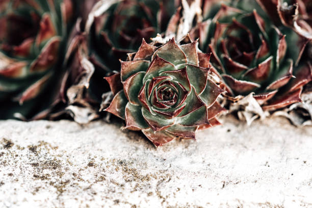 Sempervivum in the stone bowl in spring. Sempervivum is a genus of about 40 species of flowering plants in the family Crassulaceae.