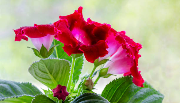Gloxinia plant with red flowers with a beautiful light background