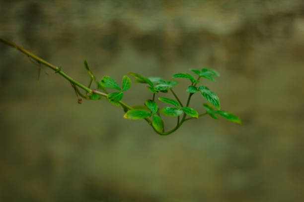 Euphorbia hirta is a wild plant that has a long history as a medicinal herb throughout the world.