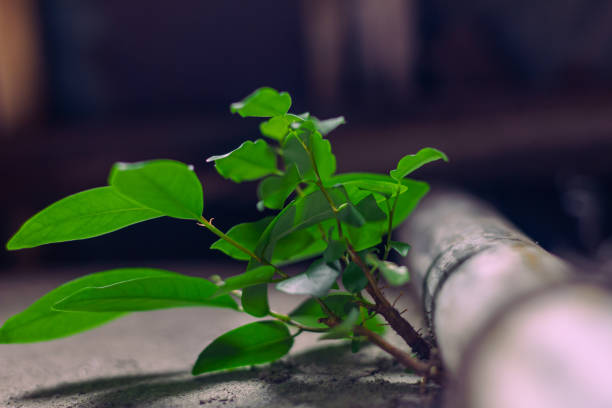 Sukh Chain Plant grow between the iron poles