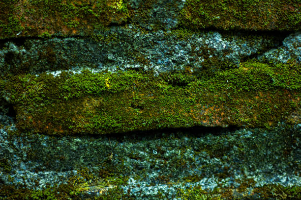 old brick wall full of moss