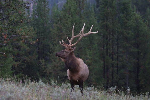 istock Large bull elk standing in the fields of Yellowstone 2153903847