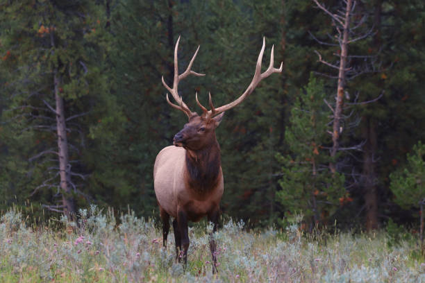 istock A huge majestic elk with antlers standing in a meadow 2153903850
