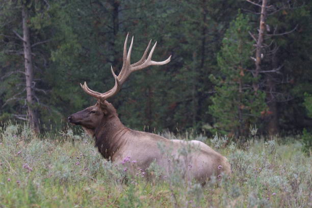 istock A Resting elk laying in a grassy meadow 2153903851
