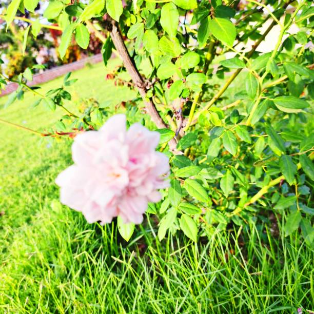 istock White flower in  ontanyades park 2153903875