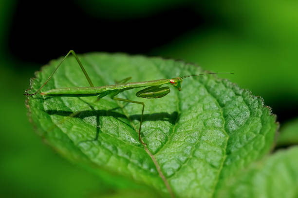 Hierodula Patellifera - Vibrant green mantis. Wulai, Taiwan.