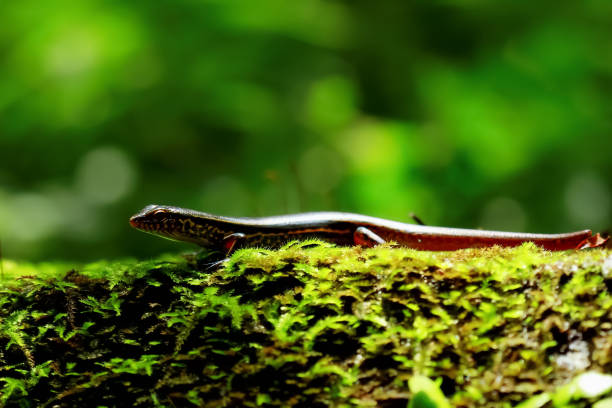 Close-up of an elegant skink lizard basking in the sun in its natural habitat. Showcasing the species' vibrant colors and unique patterns. Wulai, Taiwan.