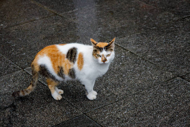 istock Houtong Cat Village in Taiwan 2153906174