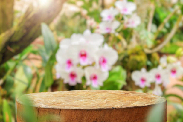 istock Empty old tree stump table top with blur orchid garden background for product display 2153906492