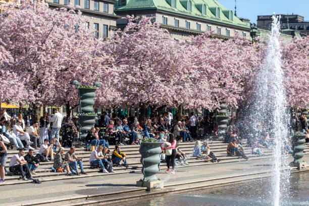 Stockholm, Sweden May 3, 2024 People admiring Cherry blossoms in the Kungstradgarden park.