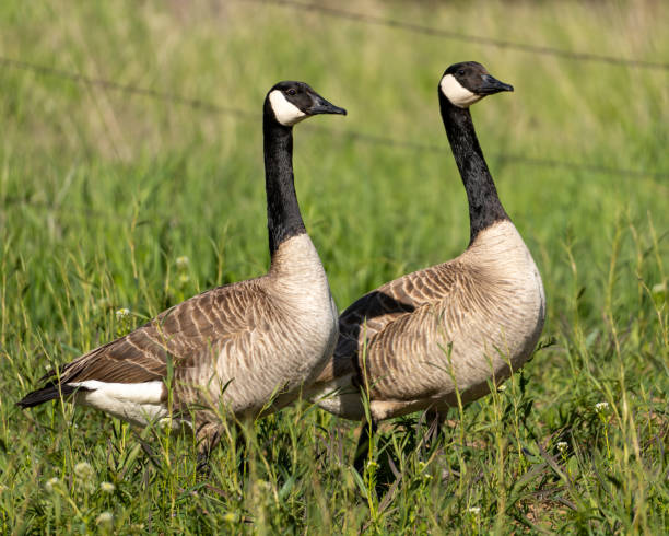 istock Two Canada Geese in a Green Field 2153907256