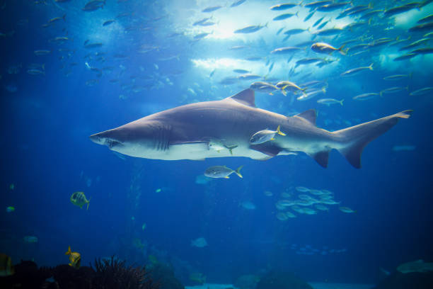 istock Sand tiger shark Carcharias taurus an horse eye jacks 2153907314