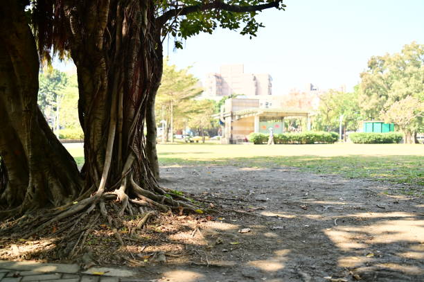 Banyan trees, a common sight in Taiwan's parks, not only enhance the greenery but also offer a pleasant space for strolling and exercise.