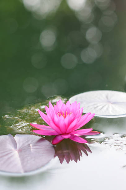 istock A Vibrant Pink Water Lily 2153909083